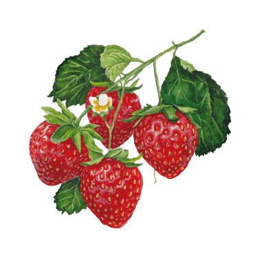 苺イラスト